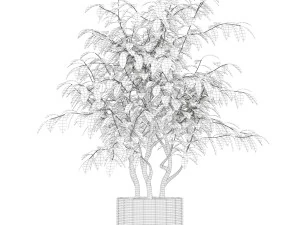 Plants collection 163 3D Model