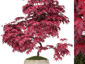 植物コレクション 164 3Dモデル