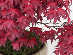 Plants collection 164 3Dモデル