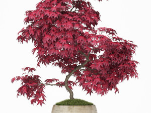 Plants collection 164 3Dモデル