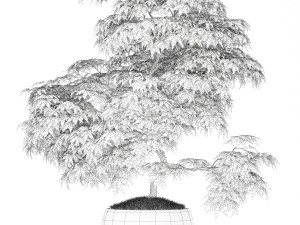 Plants collection 164 3Dモデル