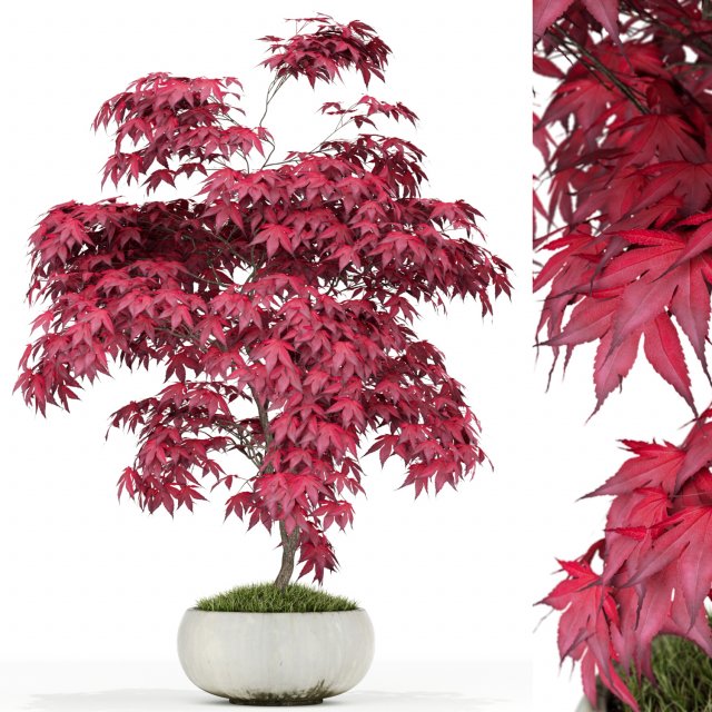 Plants collection 165 Modelo 3D .c4d .max .obj .3ds .fbx .stl .blend 