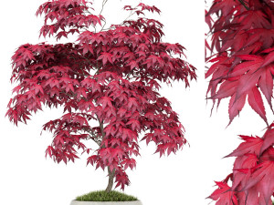Plants collection 165 3D Model