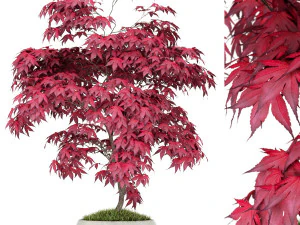 植物コレクション 165 3Dモデル