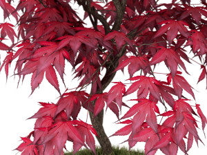 Plants collection 165 Modelo 3D