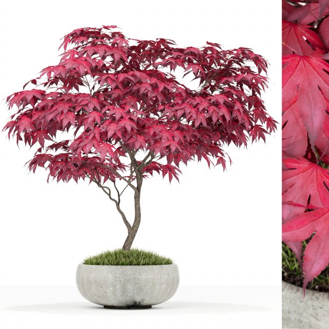 Plants collection 166 Modelo 3D .c4d .max .obj .3ds .fbx .stl .blend 