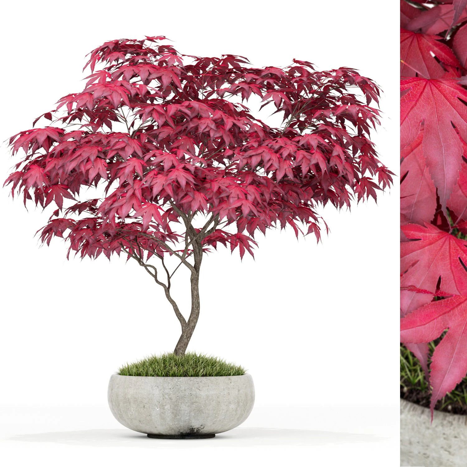 식물채집 166 3D 모델 .c4d .max .obj .3ds .fbx .stl .blend 