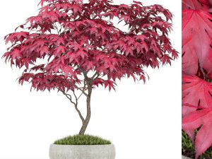 植物コレクション 166 3Dモデル