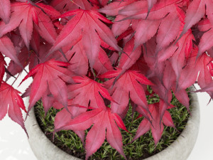 Plants collection 166 Modelo 3D