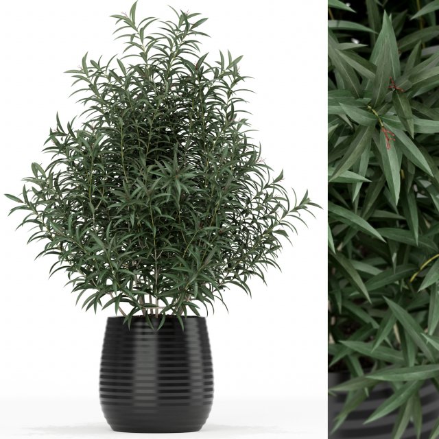 Plants collection 167 3D 模型 .c4d .max .obj .3ds .fbx .stl .blend 