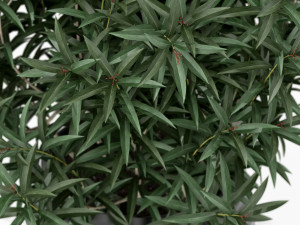 Plants collection 167 3D 模型