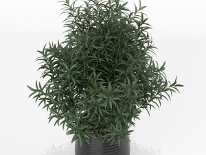 Plants collection 167 3D 模型
