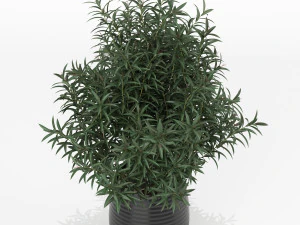 Plants collection 167 3D Model