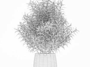Plants collection 167 3D 模型