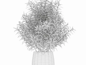 Plants collection 167 3D Model