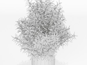 Plants collection 167 3D 模型