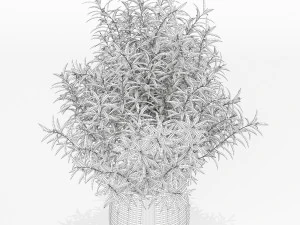 Plants collection 167 3D Model