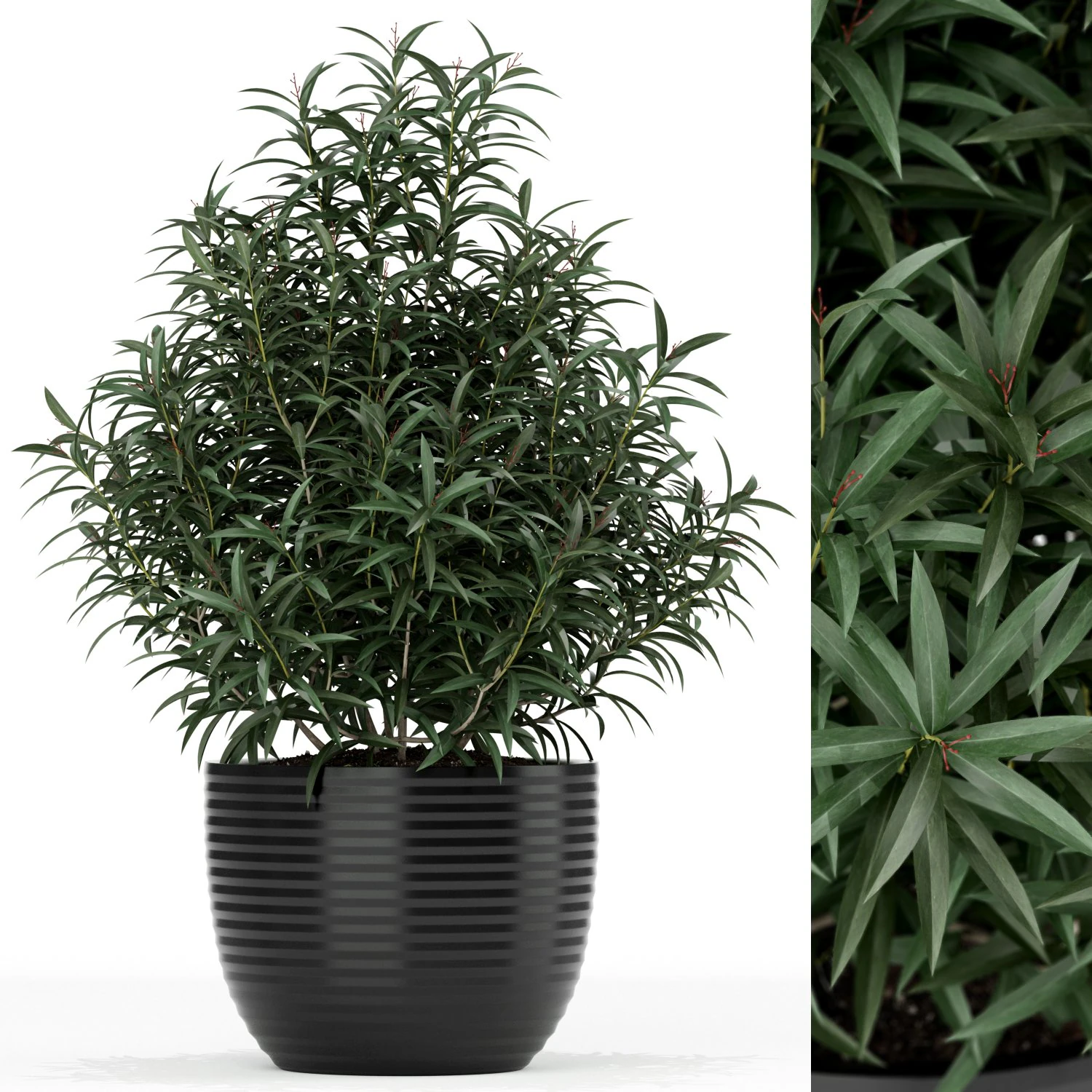Plants collection 168 3D Model .c4d .max .obj .3ds .fbx .stl .blend 