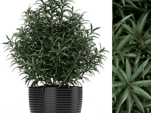 Колекція рослин 168 3D Модель