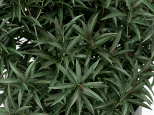 Plants collection 168 3D Model