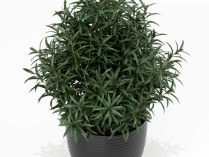 Plants collection 168 Modello 3D