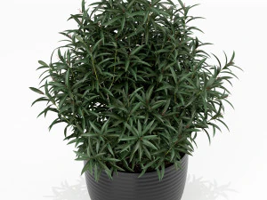 Plants collection 168 3D Model