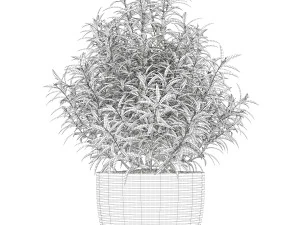 Plants collection 168 3D Model