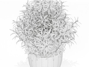 Plants collection 168 Modello 3D