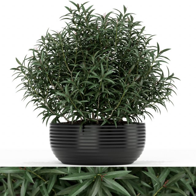 Plants collection 169 3Dモデル .c4d .max .obj .3ds .fbx .stl .blend 