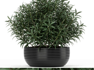 Plants collection 169 3D Model