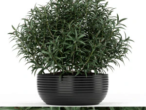 पौधों का संग्रह 169 3D मॉडल