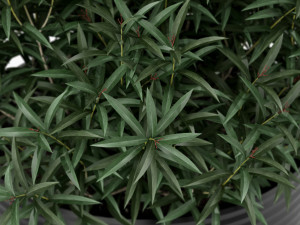 Plants collection 169 3Dモデル