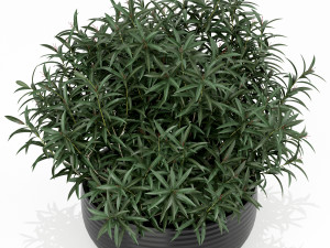 Plants collection 169 3Dモデル