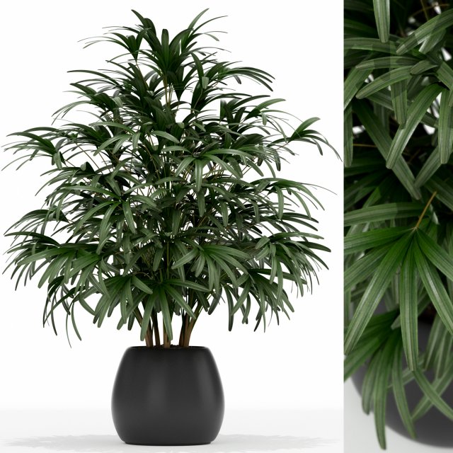 Plants collection 170 3D Model .c4d .max .obj .3ds .fbx .stl .blend