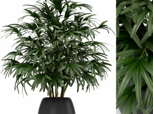 Plants collection 170 Model 3D