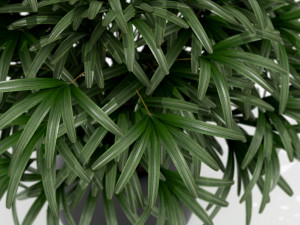Plants collection 170 3D Model