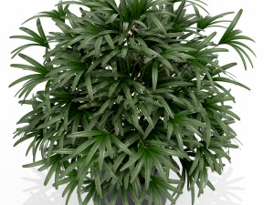 Plants collection 170 3D Model