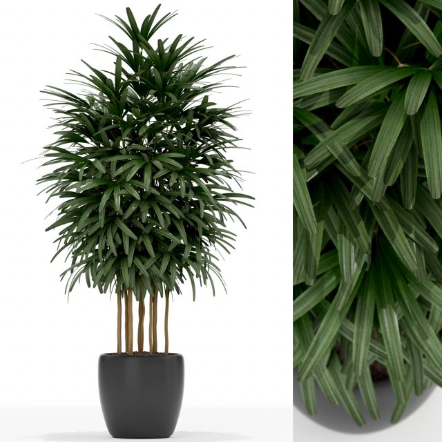Plants collection 171 3D Model .c4d .max .obj .3ds .fbx .stl .blend
