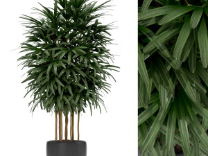 Plants collection 171 3D 모델