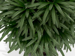 Plants collection 171 3D Model