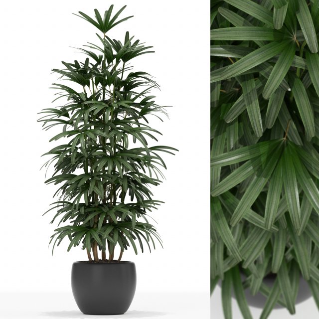 Plants collection 172 3D 모델 .c4d .max .obj .3ds .fbx .stl .blend 