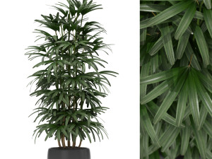 Plants collection 172 Modelo 3D