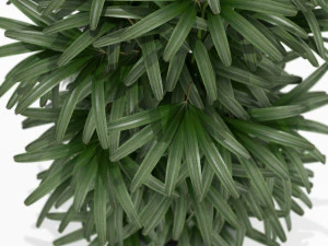 Plants collection 172 3D Model