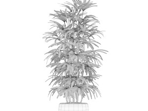 Plants collection 172 3D 모델