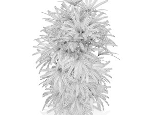 Plants collection 172 3D 모델