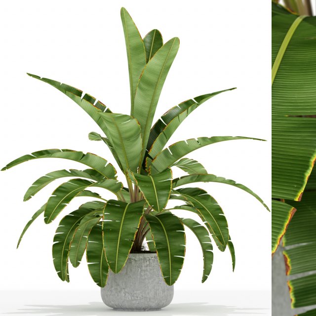 Plants collection 173 3D-Modell .c4d .max .obj .3ds .fbx .stl .blend 