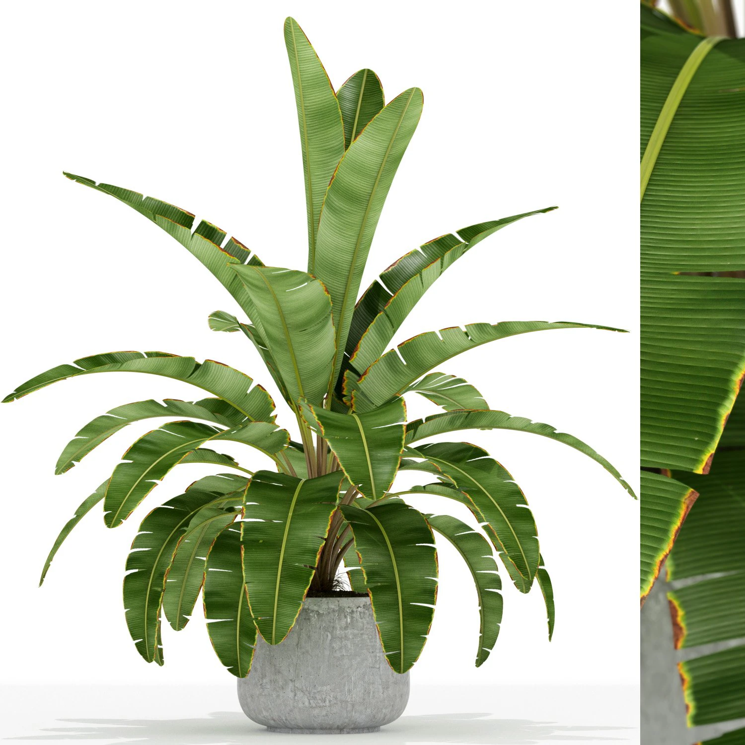 Plants collection 173 3D Model .c4d .max .obj .3ds .fbx .stl .blend 