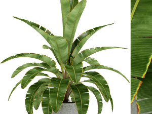 Plants collection 173 3Dモデル