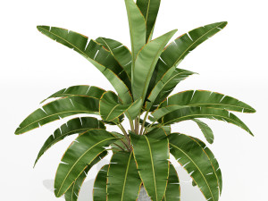 Plants collection 173 3D-Modell