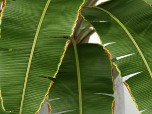 Plants collection 173 3D-Modell